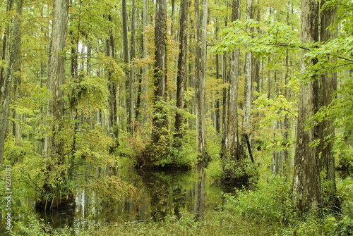 Fototapeta Naklejka Na Ścianę i Meble -  cypress trees in swamp