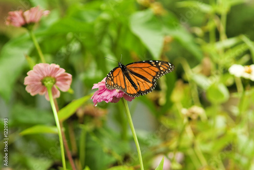 orange monarch butterfly © Jorge Moro