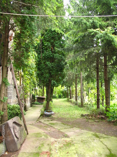 fir in the garden