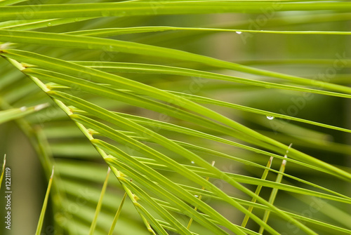 palm tree closeup with water drops