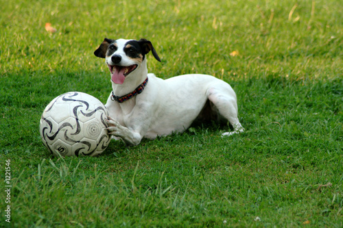 soccer dawg 6 photo