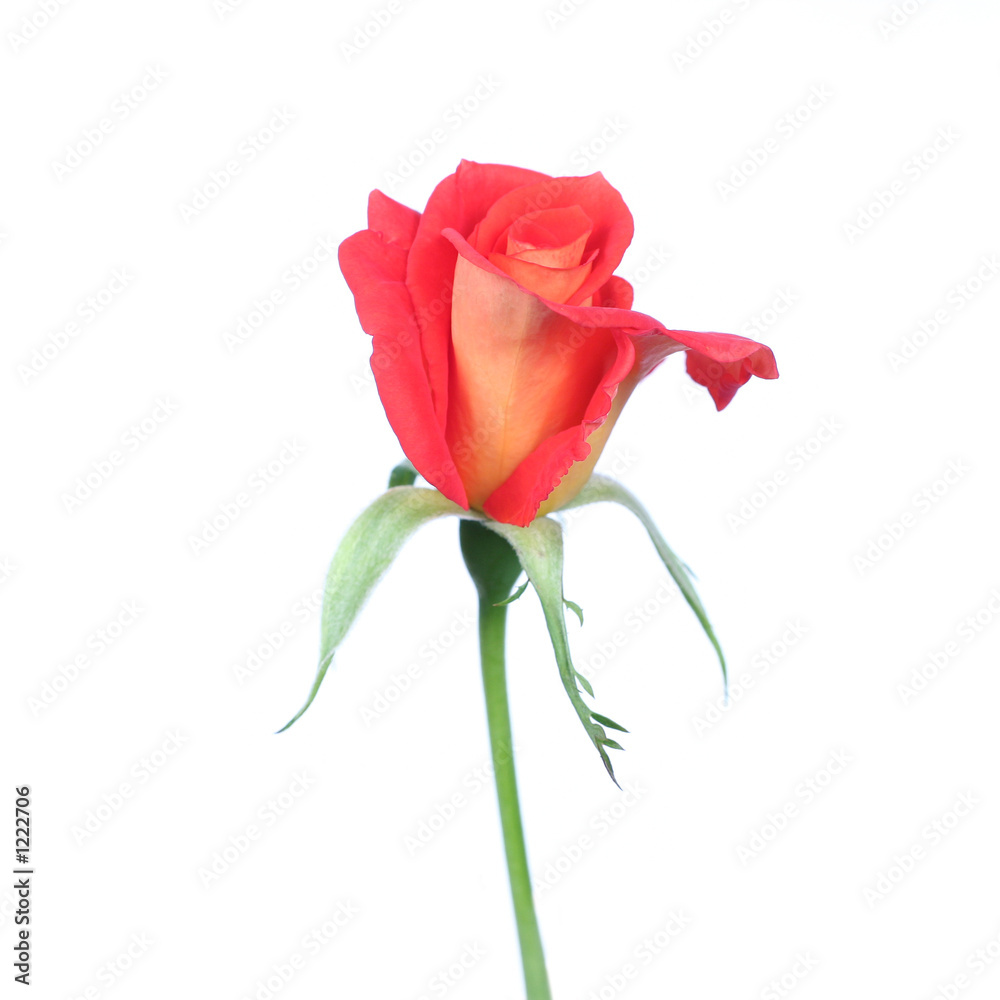 rose rose
