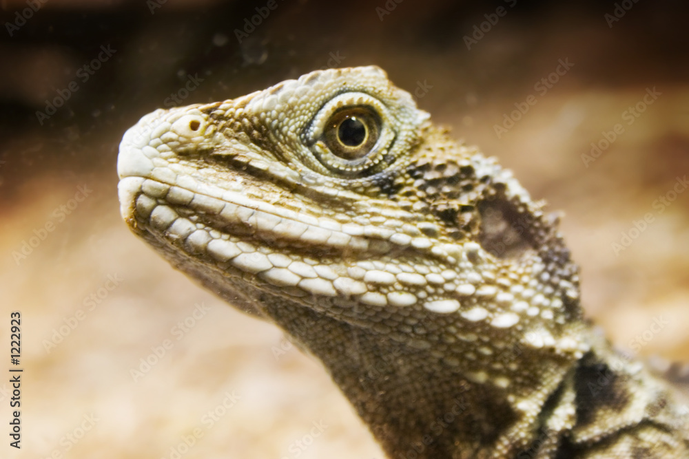 lizard head 01 lizard head 01