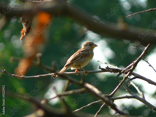 sparrow © Pavel Vlasov