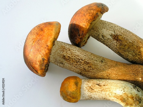 trio - an aspen mushrooms