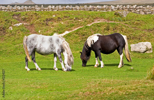 moorland ponies