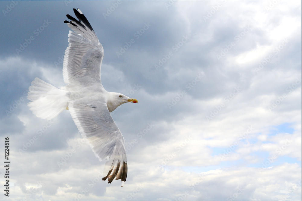 Fototapeta premium mouette