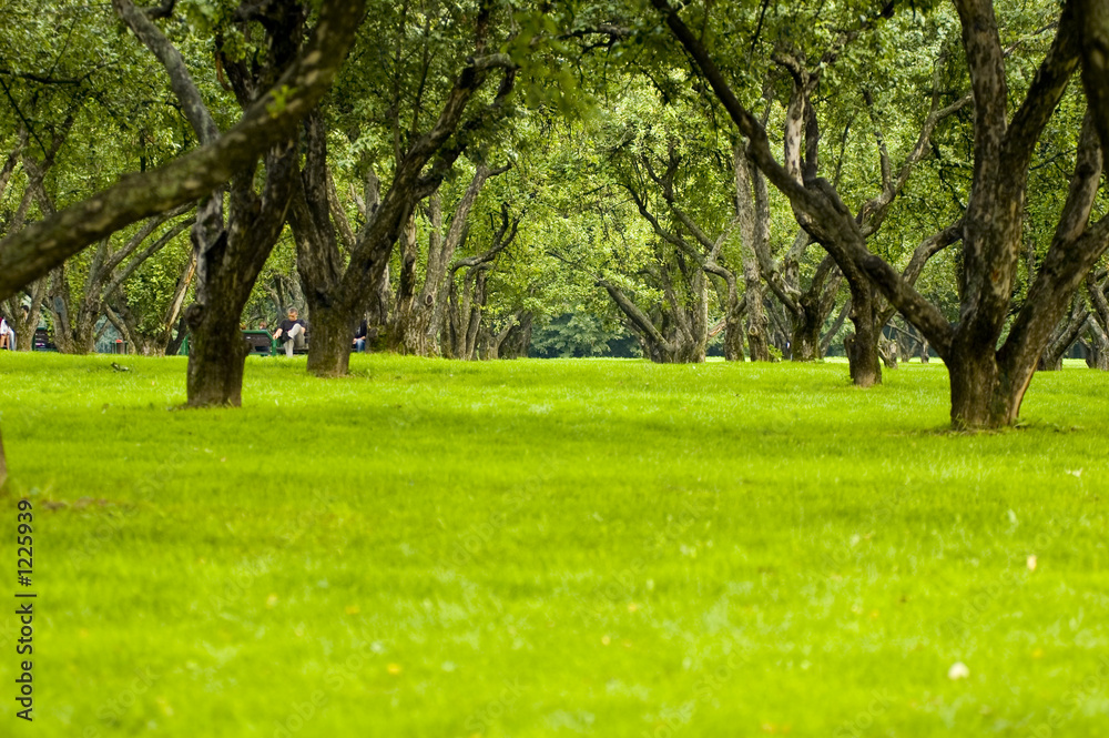 trees and meadow in park