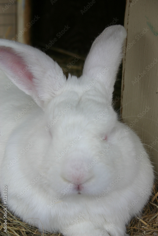 Fototapeta premium bunny