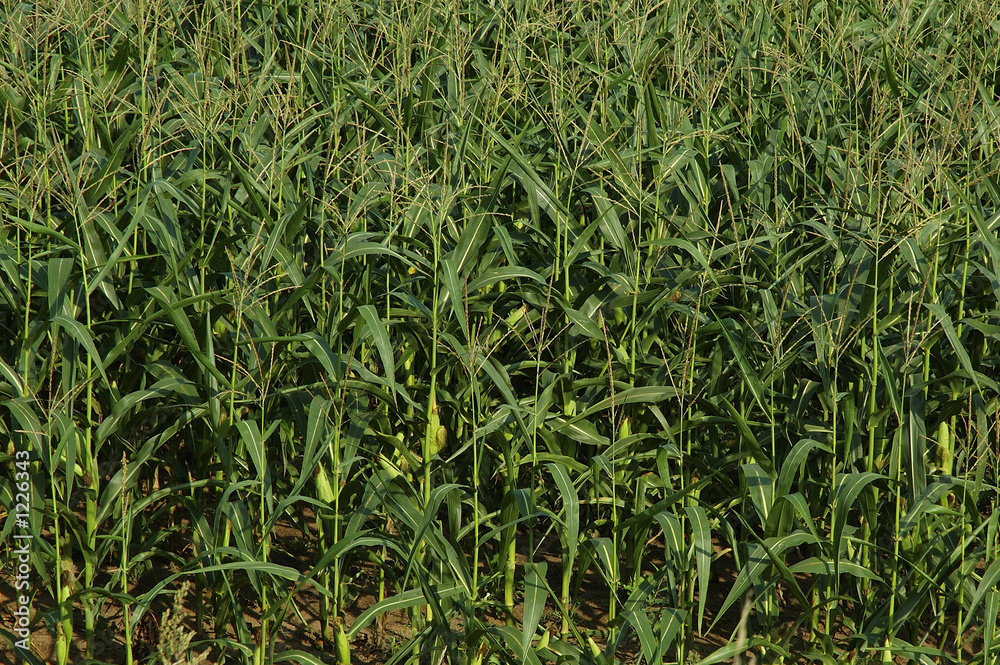 corn field corn field