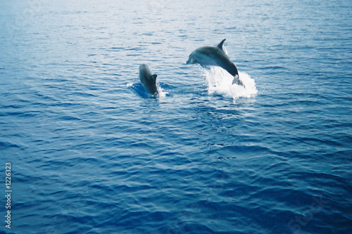 bottle nosed dolphins