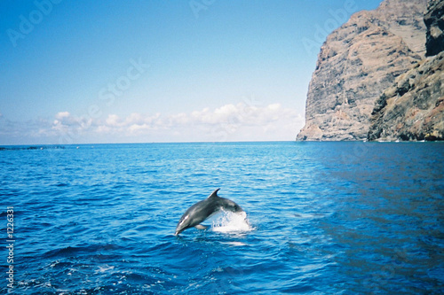 bottle nosed dolphin, tenerife
