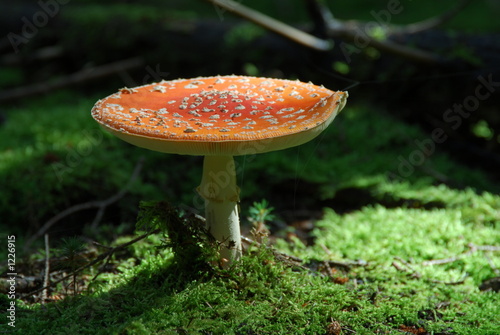 fliegenpilz