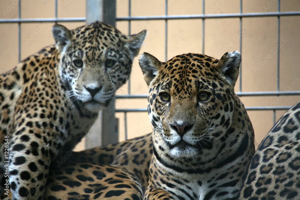 Fototapeta premium jaguar