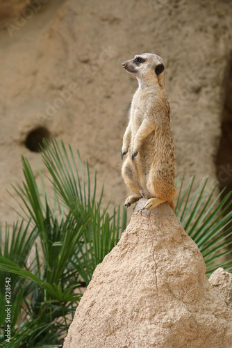 meerkat