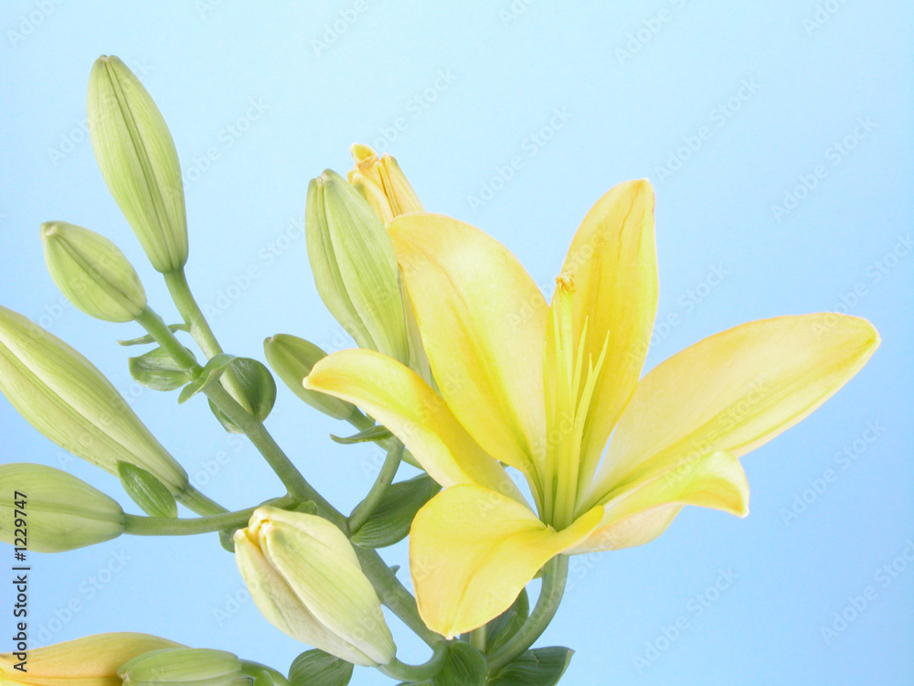 lily