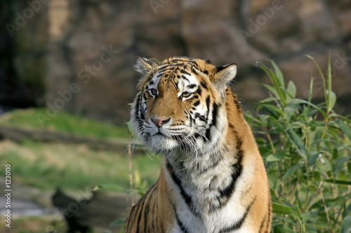 aimg_2180 tiger