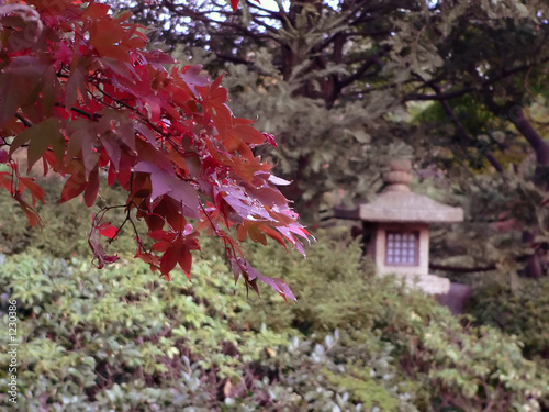 autumnal japanese park