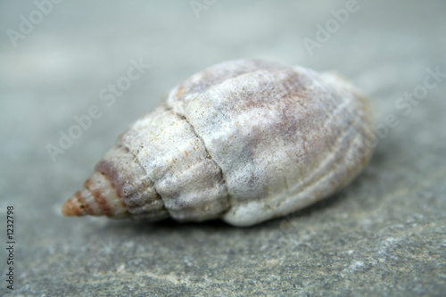 a small shell