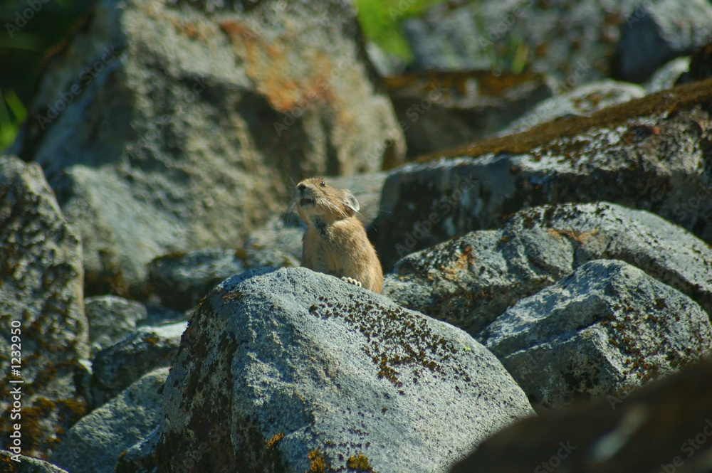pika in the mountains pika in the mountains