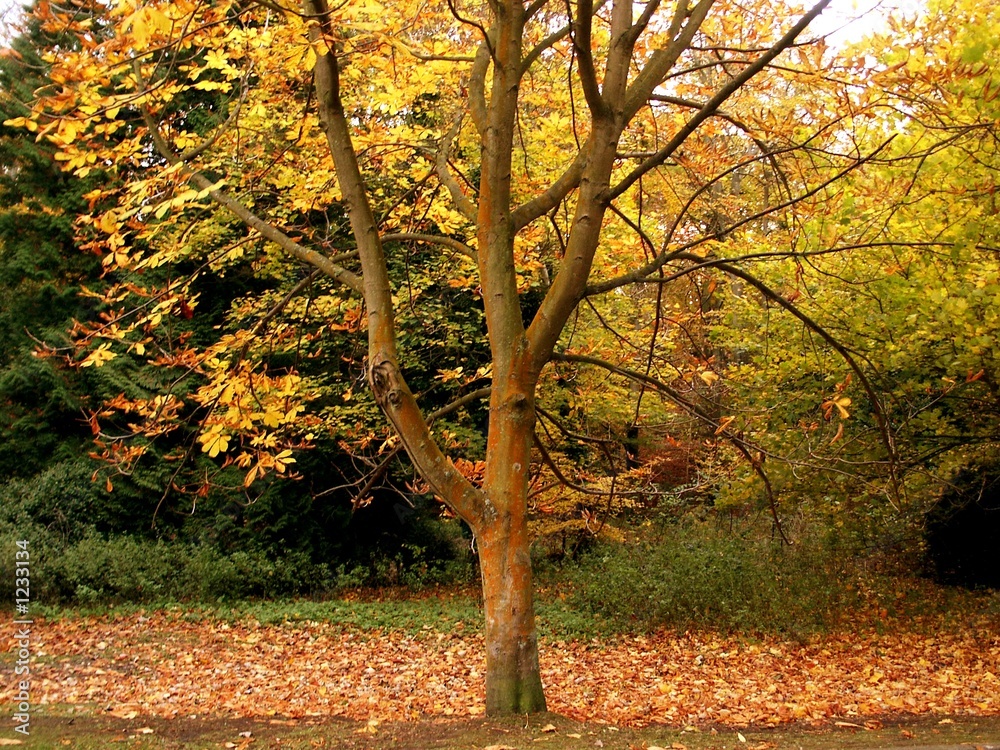 solitary tree in autumn solitary tree in autumn