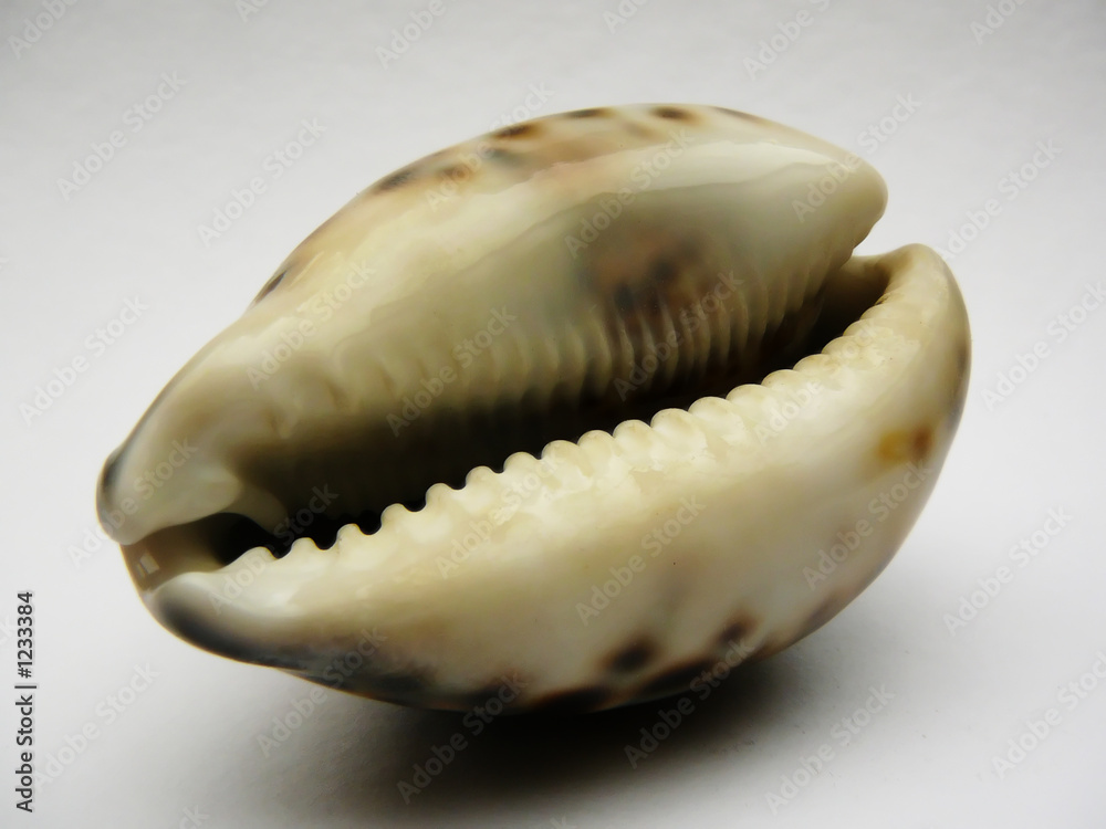 tigershell tigershell