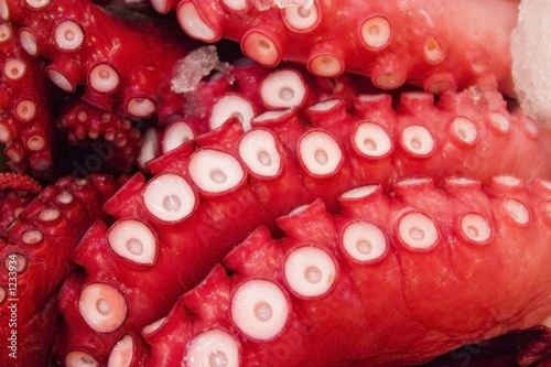 octopus