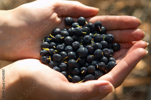 great bilberry harvest Fototapeta