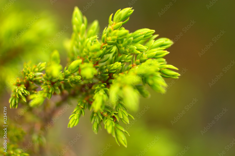 juniper branch juniper branch