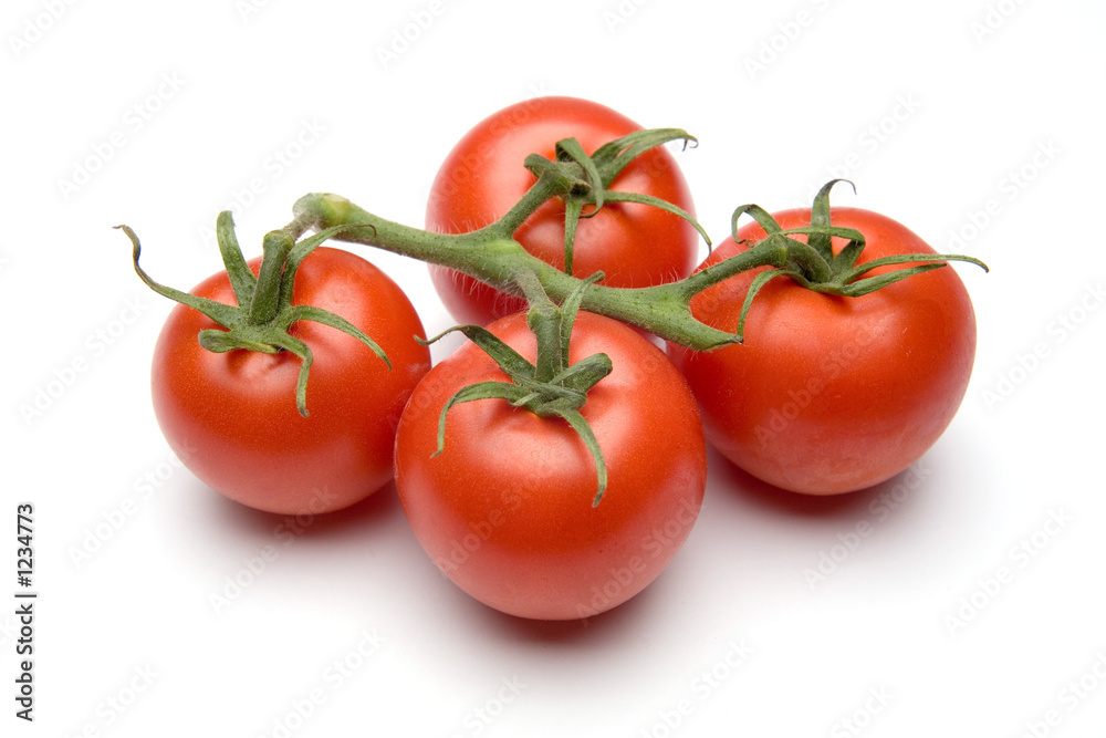 vine tomatoes on a white studio background. vine tomatoes on a white studio background.