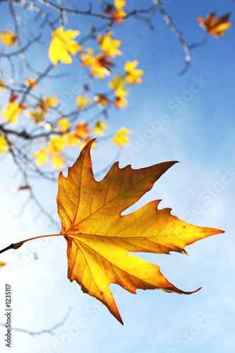 autumn leaves