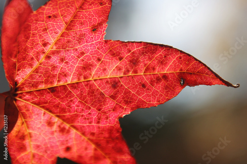 autum leaf