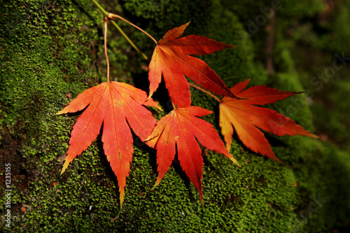 autum leaves