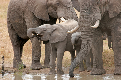 Photography african elephants