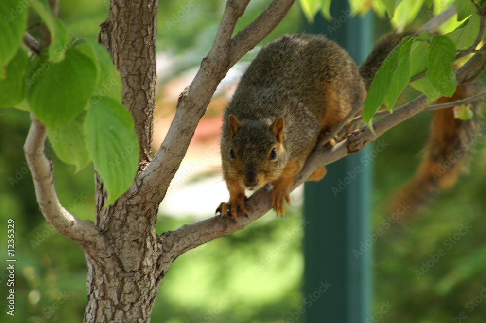 curious squirrel curious squirrel