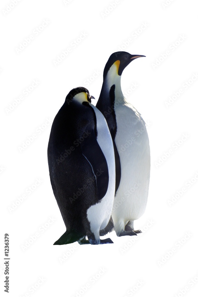 Obraz premium penguins