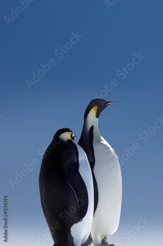 penguins