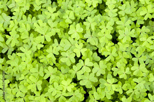 clovers