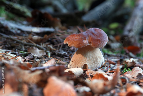 pilz