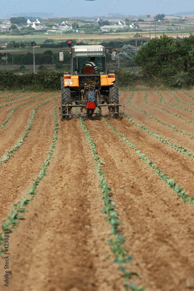 Fototapeta premium culture artichauts