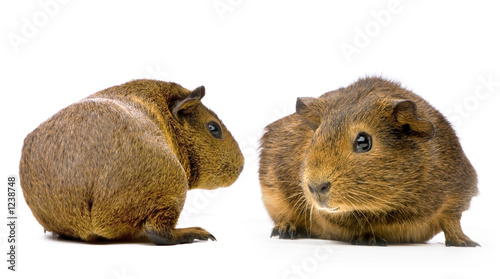 Tableau sur toile cochon d'inde agouti