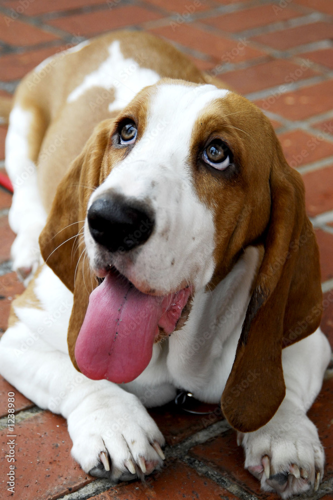 basset hound