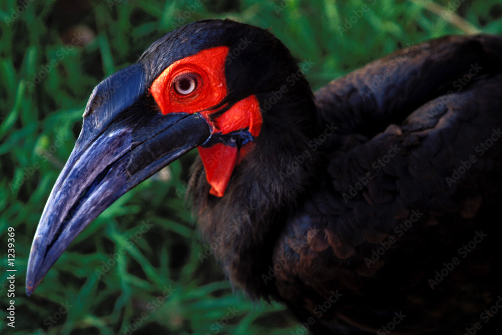 Obraz premium bird with red eye