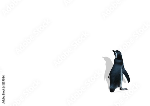 ペンギン アドビストックのデザイン かべいろ Com おしゃれ壁紙リフォーム貼り替え オリジナルインクジェット壁紙