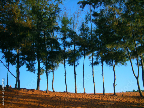 trees