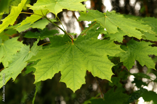 green maple