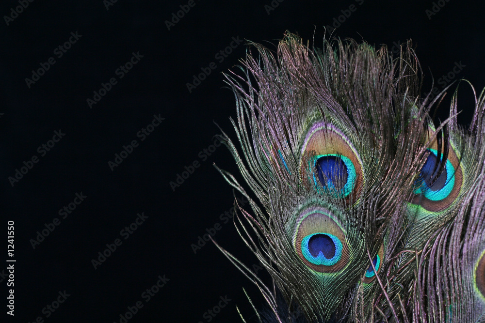 Naklejka premium peacock feather bakkground