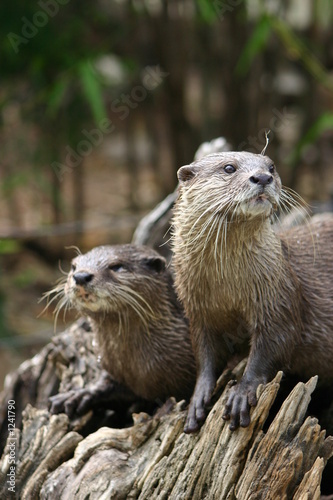 pair of otters