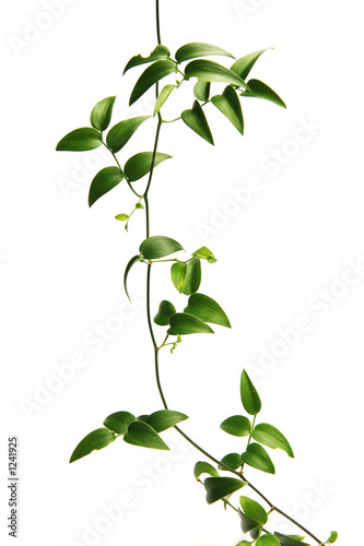 green vine