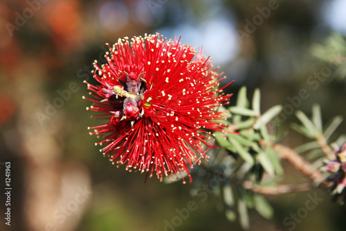 australian wattle